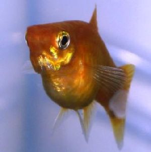 Platy fry hot sale care